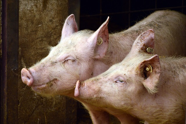 食肉処理場で電気ショックで気絶させていた豚が目を覚まし従業員を殺害