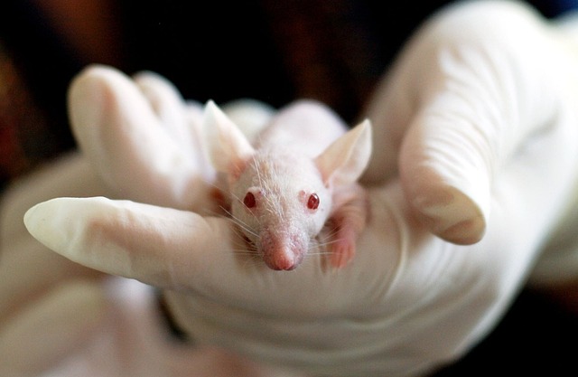 人の脳(人工培養脳)をネズミの脳に移植