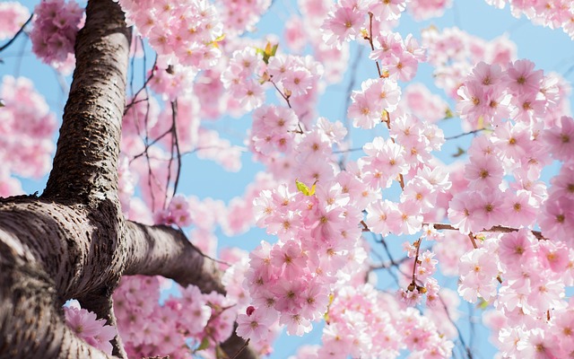 桜の木と花びら