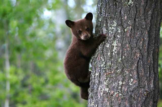 小熊が木に登る