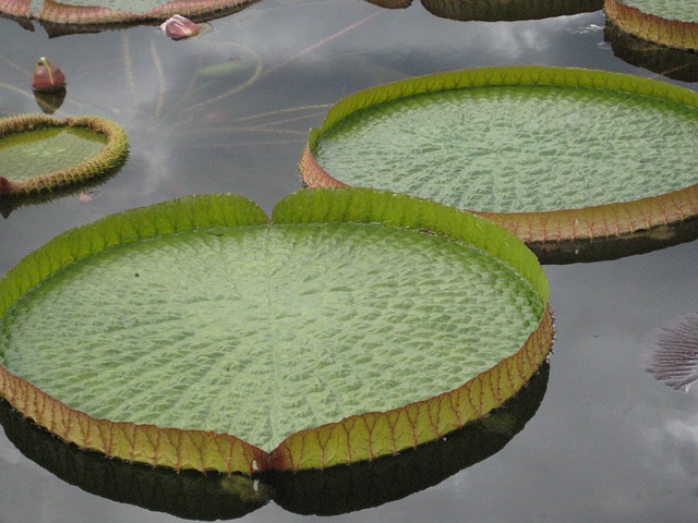 池に浮かぶ睡蓮の葉