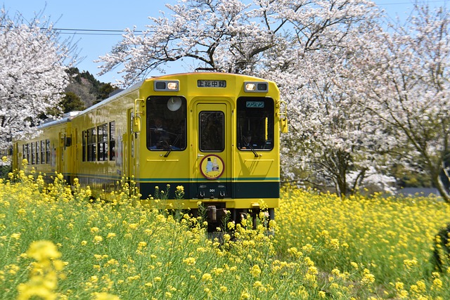 花畑を走る電車